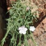 Dianthus gyspergerae Flor