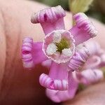 Silene bellidifolia Kvet