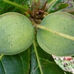 Terminalia catappa Fruit