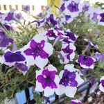 Petunia × atkinsianaFlower