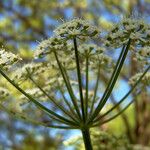 Bunium bulbocastanum Flor