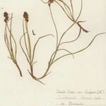 Blysmus compressus Libunga