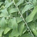 Polygonatum multiflorum برگ