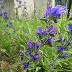 Echium vulgare Flower