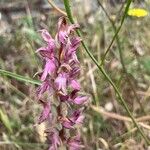 Anacamptis sancta Flor