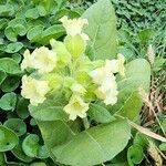 Nicotiana rustica Агульны выгляд