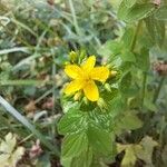 Hypericum tetrapterum Flower