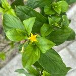 Mussaenda pubescens Blomma