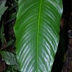 Spathiphyllum phryniifolium Fulla