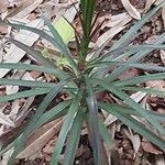 Cordyline stricta ഇല