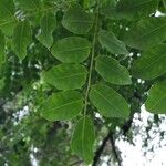 Adenanthera pavonina 葉