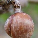 Bursera simaruba ഫലം