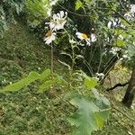 Montanoa hibiscifolia 花