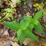 Spigelia marilandica Лист