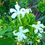 Turraea mombassana Άλλα