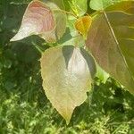 Populus × generosa Leaf