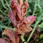 Orobanche alba 花