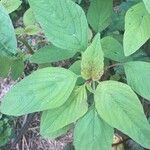 Amaranthus caudatus 葉