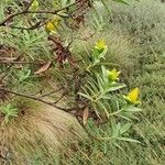 Hypericum revolutum Leaf