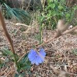 Cichorium endivia花