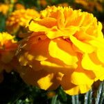 Tagetes erecta Flower