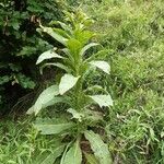 Verbascum densiflorum List