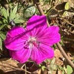 Geranium sanguineumFlower