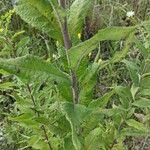 Vernonia baldwinii Rhisgl