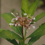 Rauvolfia serpentina Blomst