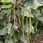 Catalpa speciosa Φρούτο