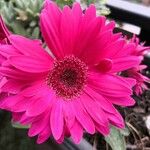 Gerbera viridifolia Flower