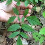 Astilbe rubra Foglia