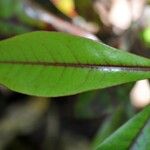 Diospyros borbonica Blad