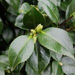 Camellia sasanqua 整株植物