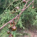 Cupressus goveniana Leaf