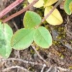 Trifolium pallescens 葉