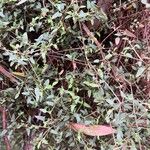 Chenopodium nutans Leht