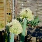 Allium fistulosum 花