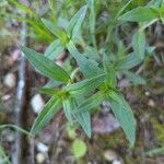 Houstonia purpurea Liść