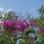 Vernonia gigantea Flower