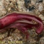 Orobanche gracilis Flor