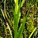 Piriqueta cistoides Hoja