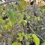 Amphilophium crucigerum Fruit