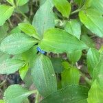 Commelina benghalensis Листок