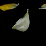 Crotalaria albida Ffrwyth