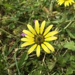 Arctotheca calendulaFlor