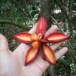Tovomita longifolia