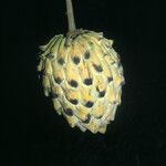 Annona mucosa 果實