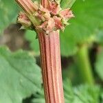 Rumex spinosus বাকল