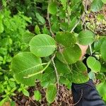Coccoloba caracasana Hoja